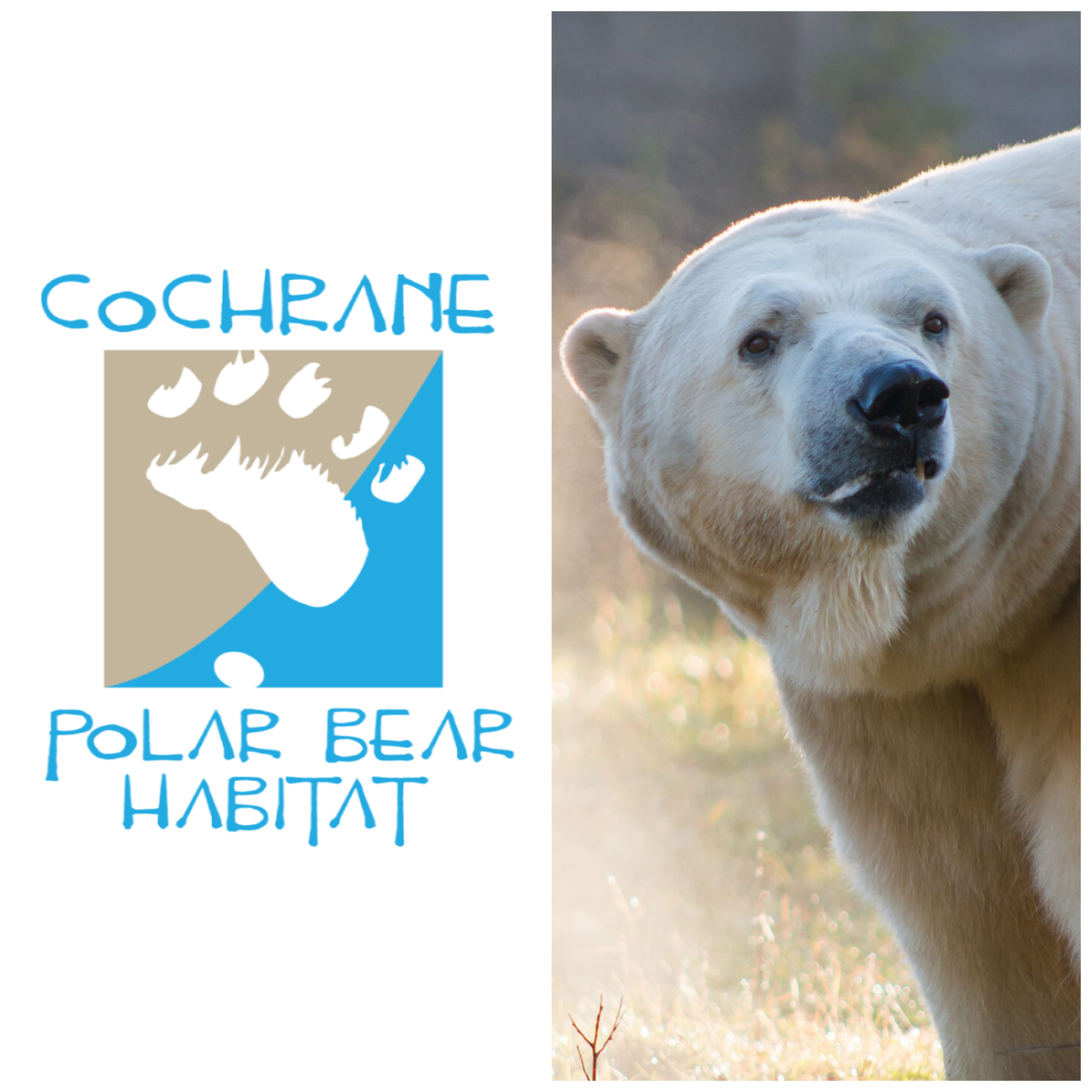 Cochrane%20Polar%20Bear%20CIVI.png