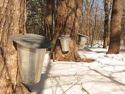 Buckets on trees in the snow

Description automatically generated