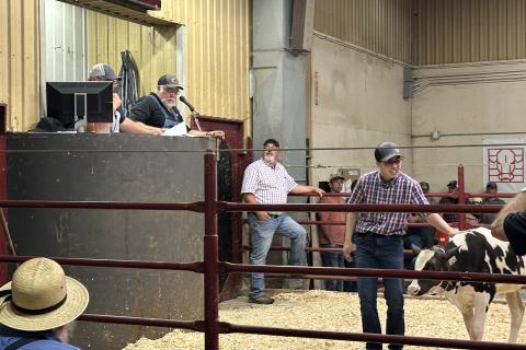 Young man smiling while presenting a calf during a livestock auction event, supported by auctioneers and community members in a rural Ontario agricultural setting